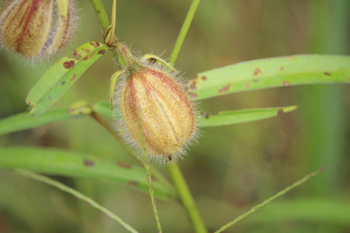 Crotalaria calycina Schrank